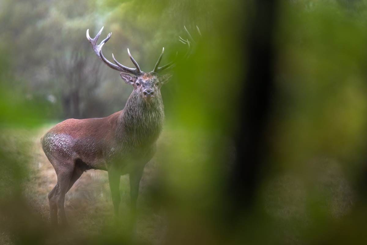 brame du cerf